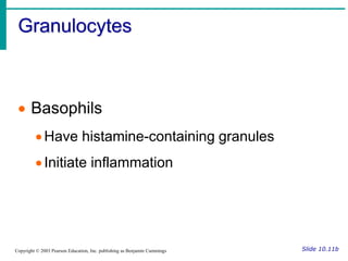 Granulocytes
Slide 10.11b
Copyright © 2003 Pearson Education, Inc. publishing as Benjamin Cummings
 Basophils
Have histamine-containing granules
Initiate inflammation
 