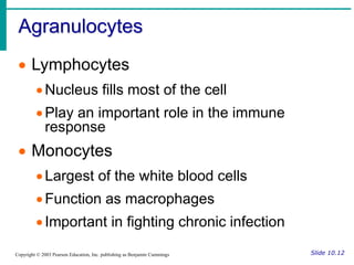 Agranulocytes
Slide 10.12
Copyright © 2003 Pearson Education, Inc. publishing as Benjamin Cummings
 Lymphocytes
Nucleus fills most of the cell
Play an important role in the immune
response
 Monocytes
Largest of the white blood cells
Function as macrophages
Important in fighting chronic infection
 