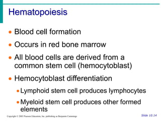 Hematopoiesis
Slide 10.14
Copyright © 2003 Pearson Education, Inc. publishing as Benjamin Cummings
 Blood cell formation
 Occurs in red bone marrow
 All blood cells are derived from a
common stem cell (hemocytoblast)
 Hemocytoblast differentiation
Lymphoid stem cell produces lymphocytes
Myeloid stem cell produces other formed
elements
 
