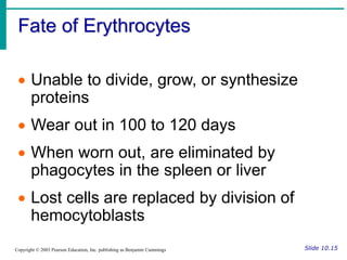 Fate of Erythrocytes
Slide 10.15
Copyright © 2003 Pearson Education, Inc. publishing as Benjamin Cummings
 Unable to divide, grow, or synthesize
proteins
 Wear out in 100 to 120 days
 When worn out, are eliminated by
phagocytes in the spleen or liver
 Lost cells are replaced by division of
hemocytoblasts
 