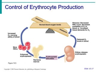 Control of Erythrocyte Production
Slide 10.17
Copyright © 2003 Pearson Education, Inc. publishing as Benjamin Cummings
Figure 10.5
 