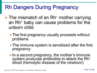 Rh Dangers During Pregnancy
Slide 10.29b
Copyright © 2003 Pearson Education, Inc. publishing as Benjamin Cummings
 The mismatch of an Rh– mother carrying
an Rh+ baby can cause problems for the
unborn child
 The first pregnancy usually proceeds without
problems
 The immune system is sensitized after the first
pregnancy
 In a second pregnancy, the mother’s immune
system produces antibodies to attack the Rh+
blood (hemolytic disease of the newborn)
 