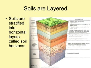 Soils are Layered Soils are stratified into horizontal layers called soil horizons: 