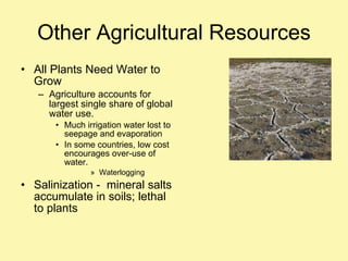 Other Agricultural Resources All Plants Need Water to Grow Agriculture accounts for largest single share of global water use. Much irrigation water lost to seepage and evaporation In some countries, low cost encourages over-use of water. Waterlogging Salinization -  mineral salts accumulate in soils; lethal to plants 