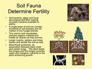 Soil Fauna Determine Fertility Soil bacteria, algae and fungi decompose leaf litter making recycled nutrients available to plants. A single gram of soil can contain hundreds of soil bacteria and 20 meters of tiny fungal strands. Tiny worms and nematodes process organic material and create air spaces as they burrow. Larger insects, spiders and mites loosen and aerate the soil as well. Micorrhizal symbiosis, an association between plant roots and certain fungi.  The plant feeds the fungus and the fungus provides water and inorganic nutrients to the plant enhancing growth. 