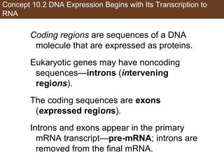 Ch10 lecture from dna to protein | PPT