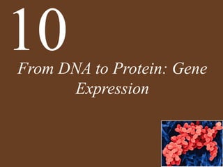 From DNA to Protein: Gene
Expression
10
 