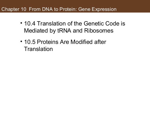 Ch10 Lecture From Dna To Protein Ch10 Lecture From Dna To Protein