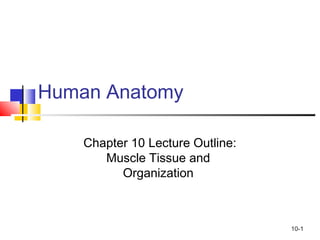 10-1
Human Anatomy
Chapter 10 Lecture Outline:
Muscle Tissue and
Organization
 