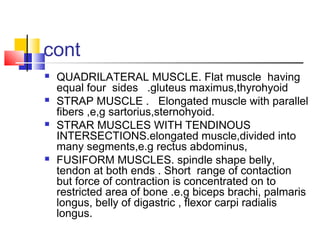 Ch10 muscle tissue | PPT