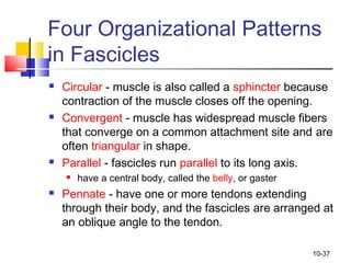 Triangular Parallel Muscle Ch10 muscle tissue | PPT