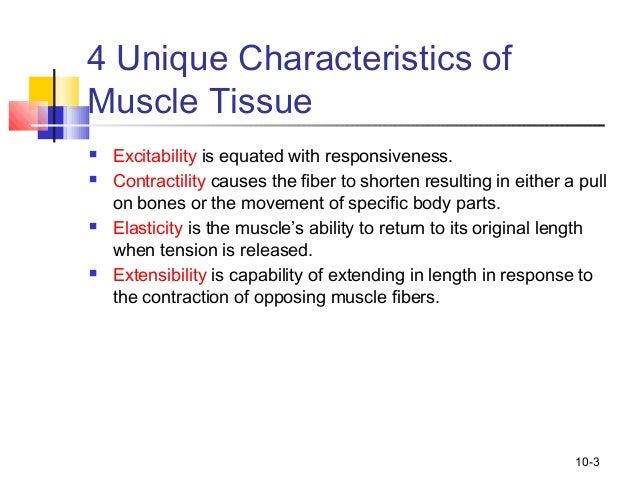 Ch10 muscle tissue