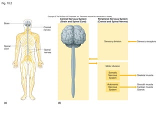 Chapter 10: Nervous System I: Basic Structure and Function Hole's Human ...