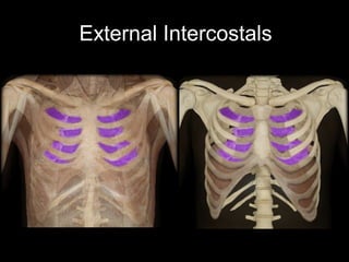 External Intercostals Rabbit Ch 10 The Muscular System | PPT