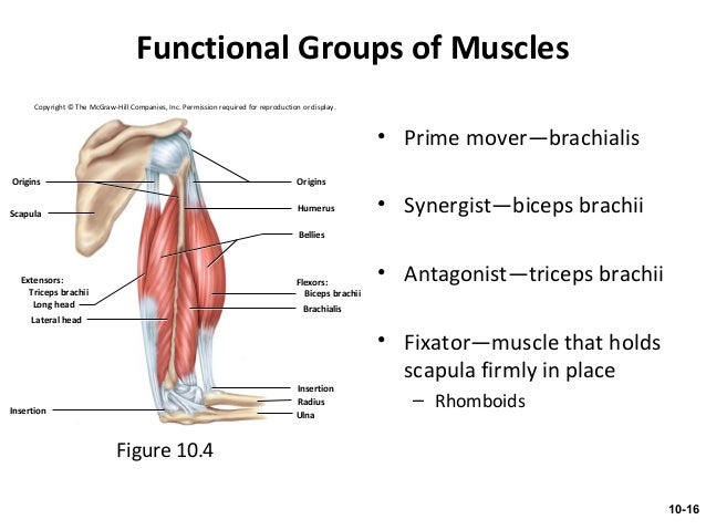 list one prime mover agonist for extension of the head Coming up next: muscles of the head and neck: anatomy, motion & support you're on a roll in most cases, one end of the muscle is fixed in its position agonists, or prime movers. list one prime mover agonist for extension of the head Coming up next: muscles of the head and neck: anatomy, motion & support you're on a roll in most cases, one end of the muscle is fixed in its position agonists, or prime movers.