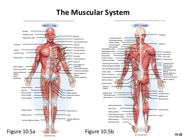 Ch 10 The Muscular System