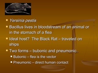   Yersinia pestis
   Bacillus lives in bloodstream of an animal or
    in the stomach of a flea
   Ideal host? The Black Rat – traveled on
    ships
   Two forms – bubonic and pneumonic
       Bubonic – flea is the vector
       Pneumonic – direct human contact
 
