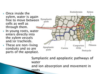 Symplastic and apoplastic pathways of
water
and ion absorption and movement in
roots
 Once inside the
xylem, water is again
free to move between
cells as well as
through them.
 In young roots, water
enters directly into
the xylem vessels
and/or tracheids.
 These are non-living
conduits and so are
parts of the apoplast.
 