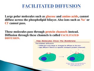Large polar molecules such as glucose and amino acids, cannot
diffuse across the phospholipid bilayer. Also ions such as Na+ or
Cl- cannot pass.
These molecules pass through protein channels instead.
Diffusion through these channels is called FACILITATED
DIFFUSION.
 
