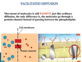 Movement of molecules is still PASSIVE just like ordinary
diffusion, the only difference is, the molecules go through a
protein channel instead of passing between the phospholipids.
Protein channel
Cell membrane
 