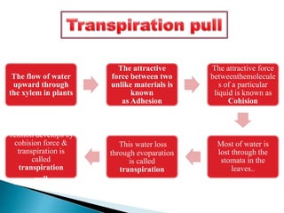The flow of water
upward through
the xylem in plants
The attractive
force between two
unlike materials is
known
as Adhesion
The attractive force
betweenthemolecule
s of a particular
liquid is known as
Cohision
Most of water is
lost through the
stomata in the
leaves..
This water loss
through evoparation
is called
transpiration
Tension develops by
cohision force &
transpiration is
called
transpiration
pull
 