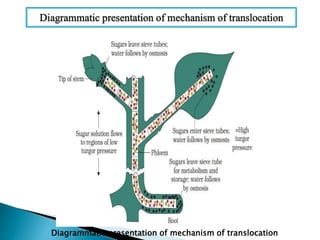 Diagrammatic presentation of mechanism of translocation
 