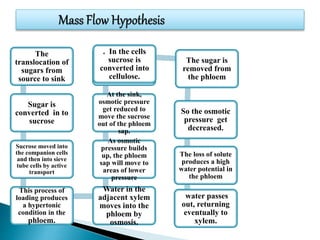 The
translocation of
sugars from
source to sink
Sugar is
converted in to
sucrose
Sucrose moved into
the companion cells
and then into sieve
tube cells by active
transport
This process of
loading produces
a hypertonic
condition in the
phloem.
Water in the
adjacent xylem
moves into the
phloem by
osmosis.
As osmotic
pressure builds
up, the phloem
sap will move to
areas of lower
pressure
At the sink,
osmotic pressure
get reduced to
move the sucrose
out of the phloem
sap.
. In the cells
sucrose is
converted into
cellulose.
The sugar is
removed from
the phloem
So the osmotic
pressure get
decreased.
.
The loss of solute
produces a high
water potential in
the phloem
water passes
out, returning
eventually to
xylem.
 