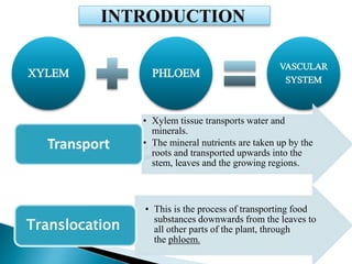 XYLEM PHLOEM
VASCULAR
SYSTEM
Xylem tissue transports water and soluble minerals
Phloem tissue transports sugars
• Xylem tissue transports water and
minerals.
• The mineral nutrients are taken up by the
roots and transported upwards into the
stem, leaves and the growing regions.
Transport
• This is the process of transporting food
substances downwards from the leaves to
all other parts of the plant, through
the phloem.
Translocation
 