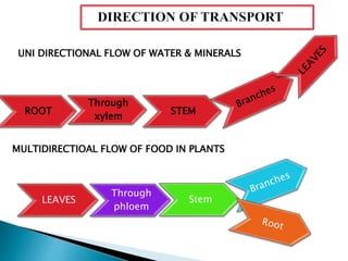 STEM
Through
xylem
ROOT
UNI DIRECTIONAL FLOW OF WATER & MINERALS
MULTIDIRECTIOAL FLOW OF FOOD IN PLANTS
LEAVES
Through
phloem
Stem
 