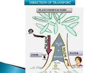 DIRECTION OF TRANSPORT
PLANT FOOD FACTORY
FOOD
WATER
 