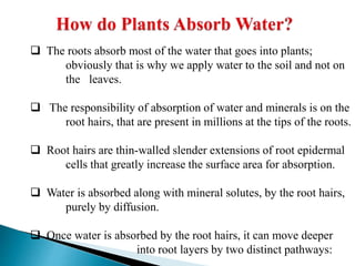  The roots absorb most of the water that goes into plants;
obviously that is why we apply water to the soil and not on
the leaves.
 The responsibility of absorption of water and minerals is on the
root hairs, that are present in millions at the tips of the roots.
 Root hairs are thin-walled slender extensions of root epidermal
cells that greatly increase the surface area for absorption.
 Water is absorbed along with mineral solutes, by the root hairs,
purely by diffusion.
 Once water is absorbed by the root hairs, it can move deeper
into root layers by two distinct pathways:
 