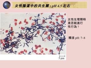 女性陰道中的共生菌 : pH 4.5 左右 女性生理期時是否能進行 性行為 ? 精液 pH: 7~8 