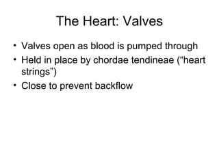 The Heart: Valves
• Valves open as blood is pumped through
• Held in place by chordae tendineae (“heart
strings”)
• Close to prevent backflow
 