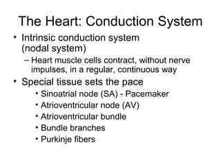 The Heart: Conduction System
• Intrinsic conduction system
(nodal system)
– Heart muscle cells contract, without nerve
impulses, in a regular, continuous way
• Special tissue sets the pace
• Sinoatrial node (SA) - Pacemaker
• Atrioventricular node (AV)
• Atrioventricular bundle
• Bundle branches
• Purkinje fibers
 