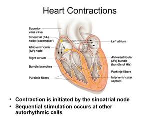 Heart Contractions
• Contraction is initiated by the sinoatrial node
• Sequential stimulation occurs at other
autorhythmic cells
 
