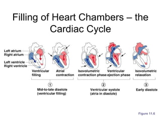 Filling of Heart Chambers – the
Cardiac Cycle
Figure 11.6
 