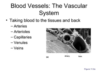 Blood Vessels: The Vascular
System
• Taking blood to the tissues and back
– Arteries
– Arterioles
– Capillaries
– Venules
– Veins
Figure 11.8a
 