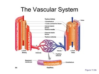 The Vascular System
Figure 11.8b
 