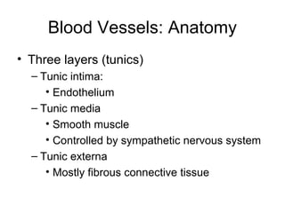 Blood Vessels: Anatomy
• Three layers (tunics)
– Tunic intima:
• Endothelium
– Tunic media
• Smooth muscle
• Controlled by sympathetic nervous system
– Tunic externa
• Mostly fibrous connective tissue
 