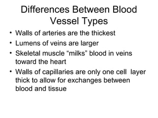 Differences Between Blood
Vessel Types
• Walls of arteries are the thickest
• Lumens of veins are larger
• Skeletal muscle “milks” blood in veins
toward the heart
• Walls of capillaries are only one cell layer
thick to allow for exchanges between
blood and tissue
 