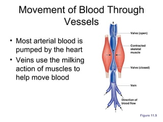 Movement of Blood Through
Vessels
• Most arterial blood is
pumped by the heart
• Veins use the milking
action of muscles to
help move blood
Figure 11.9
 