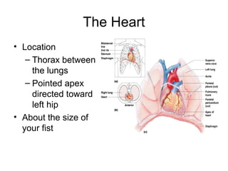 The Heart
• Location
– Thorax between
the lungs
– Pointed apex
directed toward
left hip
• About the size of
your fist
 
