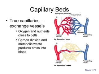 Capillary Beds
• True capillaries –
exchange vessels
• Oxygen and nutrients
cross to cells
• Carbon dioxide and
metabolic waste
products cross into
blood
Figure 11.10
 