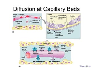 Diffusion at Capillary Beds
Figure 11.20
 