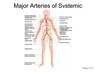 Major Arteries of Systemic
Circulation
Figure 11.11
 