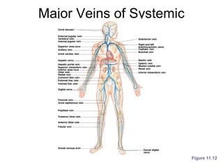 Major Veins of Systemic
Circulation
Figure 11.12
 