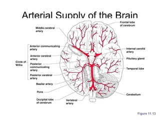 Arterial Supply of the Brain
Figure 11.13
 