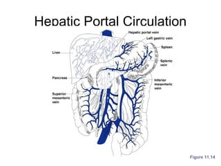 Hepatic Portal Circulation
Figure 11.14
 