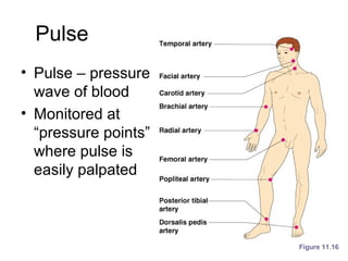 Pulse
• Pulse – pressure
wave of blood
• Monitored at
“pressure points”
where pulse is
easily palpated
Figure 11.16
 