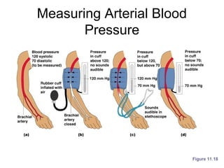 Measuring Arterial Blood
Pressure
Figure 11.18
 